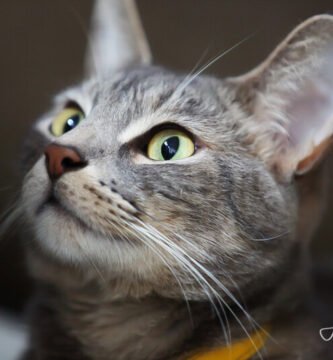 Foto Estudio para Mascotas Cali, Colombia - Asher Moments Photo